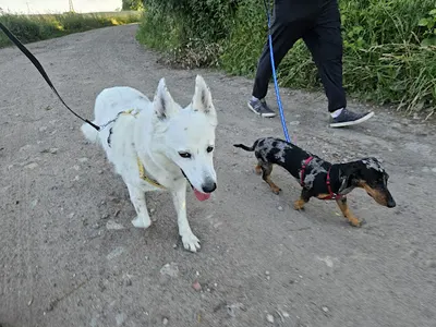 Behawiorysta i Trener Psów Sobotnicki